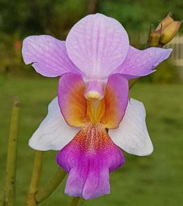 Papilionanthe Miss Joaquim