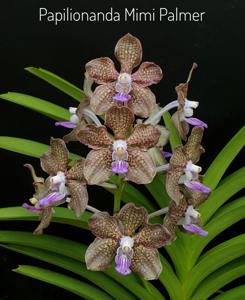 Papilionanda Mimi Palmer