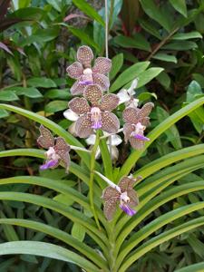 Papilionanda Mimi Palmer