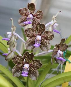 Papilionanda Mimi Palmer