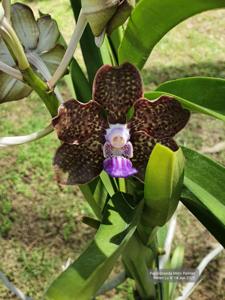 Papilionanda Mimi Palmer