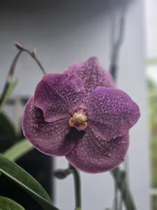 Vanda Ponpimol