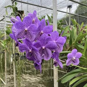 Vanda Rothschildiana