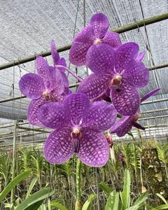 Vanda Rothschildiana