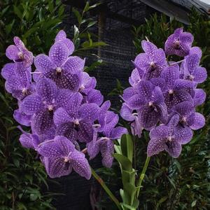 Vanda Rothschildiana