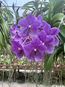 Vanda Rothschildiana