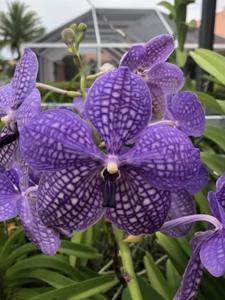 Vanda Rothschildiana