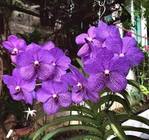 Vanda Rothschildiana