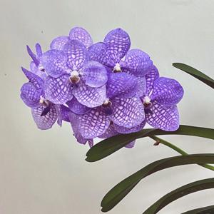 Vanda Rothschildiana