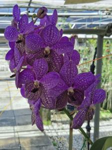 Vanda Rothschildiana