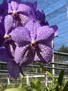 Vanda Rothschildiana