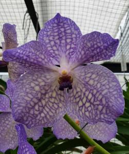 Vanda Rothschildiana