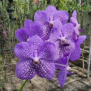 Vanda Rothschildiana