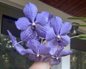 Vanda Rothschildiana