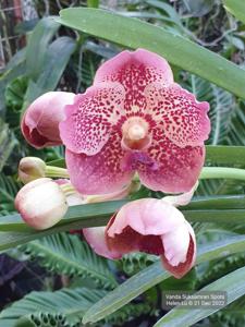 Vanda Suksamran Spots