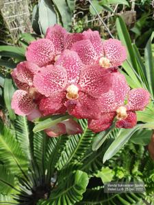 Vanda Suksamran Spots