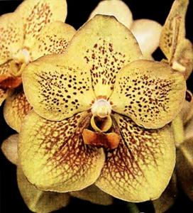 Vanda Southeast Beauty