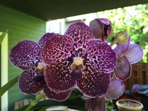 Vanda Trevor Rathbone