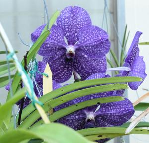 Vanda Tokyo Blue