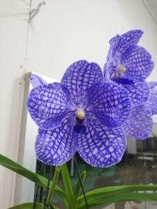 Vanda Tokyo Blue