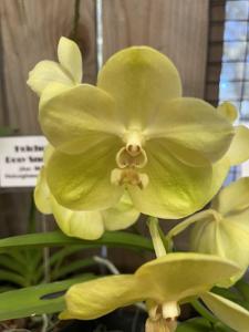 Vanda Thailand Gold