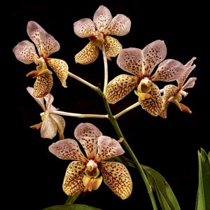 Vanda Tatzeri