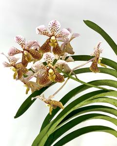 Vanda Tatzeri