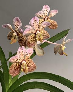 Vanda Tatzeri