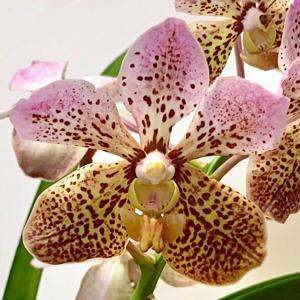 Vanda Tatzeri