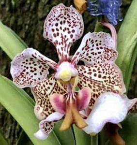 Vanda Burgeffii