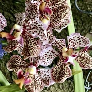 Vanda Burgeffii