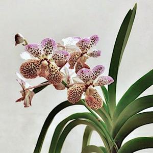 Vanda Tatzeri