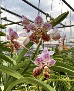 Vanda Tatzeri