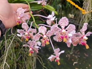 Vanda Burgeffii