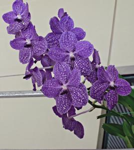 Vanda Wirat