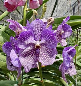 Vanda Wirat