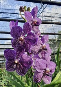 Vanda Wirat