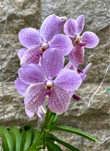 Vanda Wirat