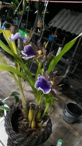 Zygopetalum Titanic