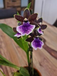 Zygopetalum Titanic