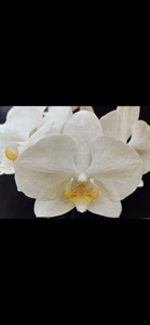 Phalaenopsis Cast Iron Monarch