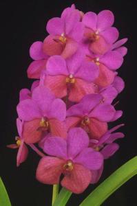 Vanda Fiftieth State Beauty