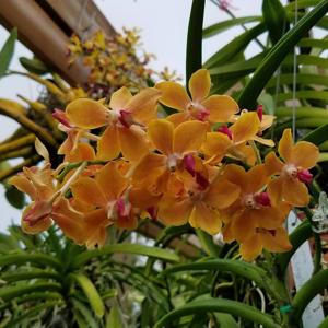 Vanda Flambeau