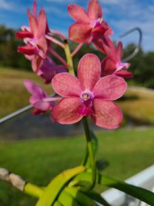 Vanda Flambeau