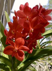 Vanda Fuchs Orange Sparkler