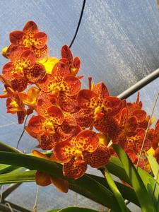 Vanda Guo Chia Long