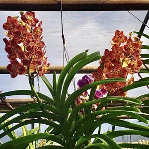 Vanda Guo Chia Long