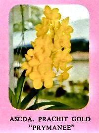 Vanda Prachit Gold