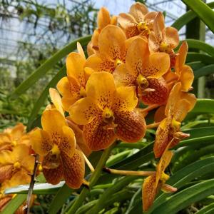 Vanda Motes Goldpiece