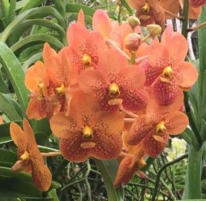 Vanda Motes Goldpiece